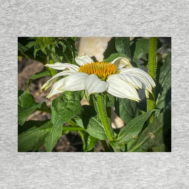 Newly Opened Coneflower by Debra Martz by Debra Martz